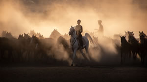 Cappadocia Wild Horses